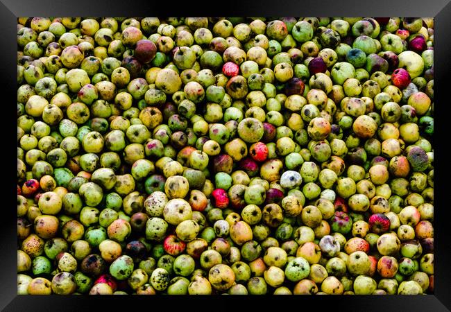 Cider Apples Framed Print by Gerry Walden LRPS