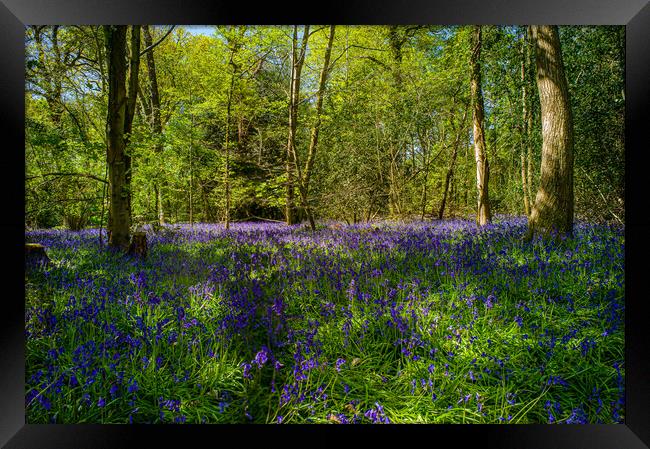 The Bluebell Woods Framed Print by Gerry Walden LRPS