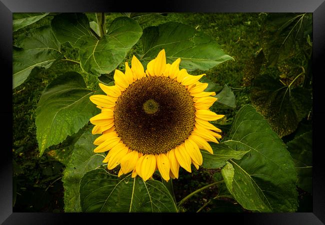 Sunflower Framed Print by Gerry Walden LRPS