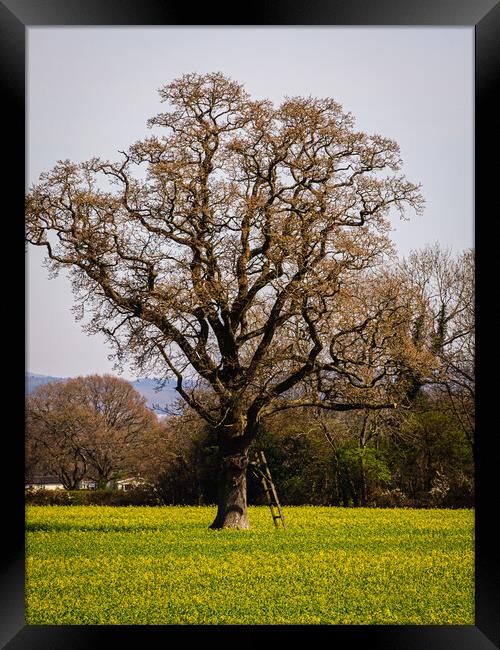 Tree and brassica flowers Framed Print by Gerry Walden LRPS