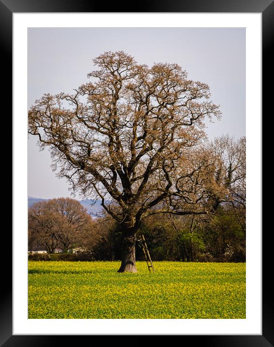 Tree and brassica flowers Framed Mounted Print by Gerry Walden LRPS