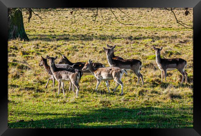 Fallow deer grazing Framed Print by Gerry Walden LRPS