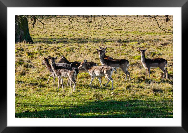 Fallow deer grazing Framed Mounted Print by Gerry Walden LRPS