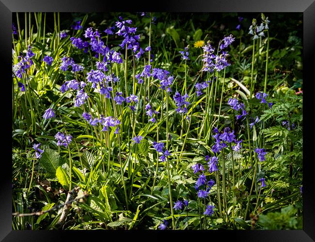 It is bluebell time! Framed Print by Gerry Walden LRPS