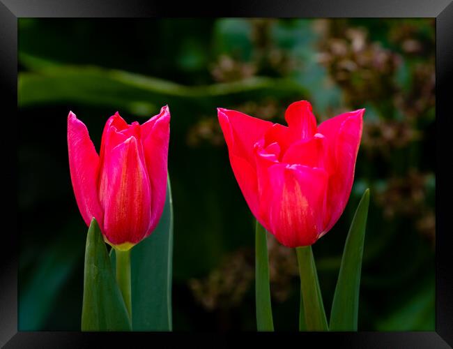 Tulip Time Framed Print by Gerry Walden LRPS