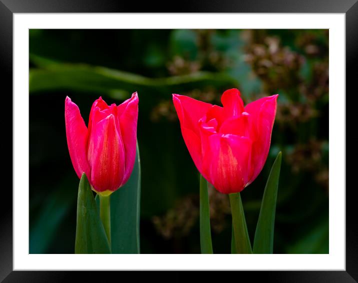 Tulip Time Framed Mounted Print by Gerry Walden LRPS