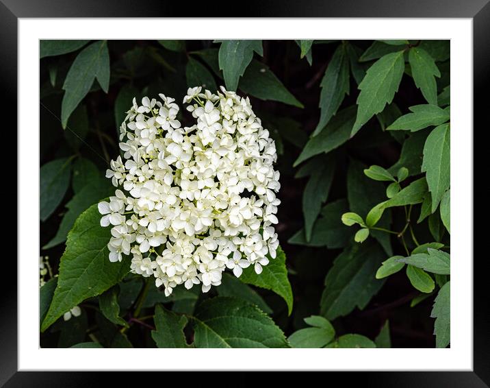 White hydrangea Framed Mounted Print by Gerry Walden LRPS