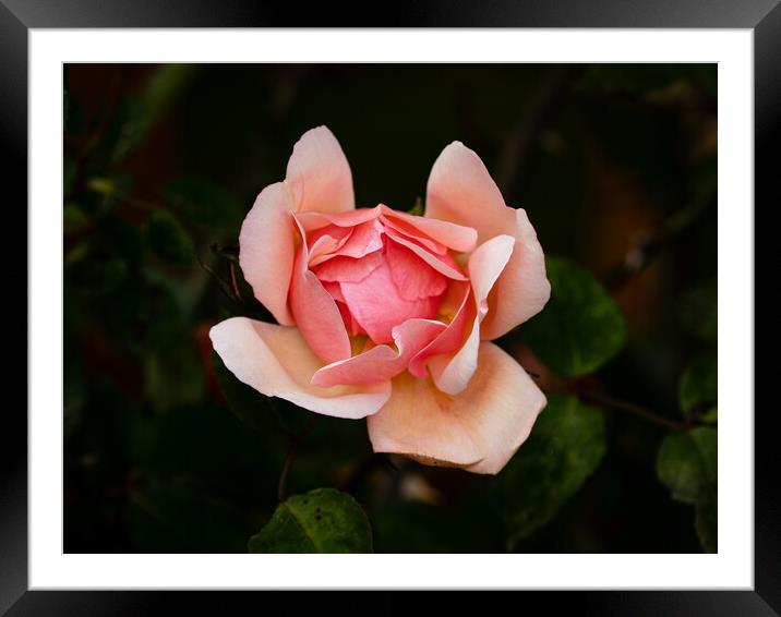 Pink Blush Framed Mounted Print by Gerry Walden LRPS