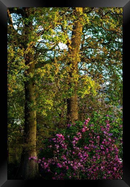 Spring has Sprung Framed Print by Gerry Walden LRPS
