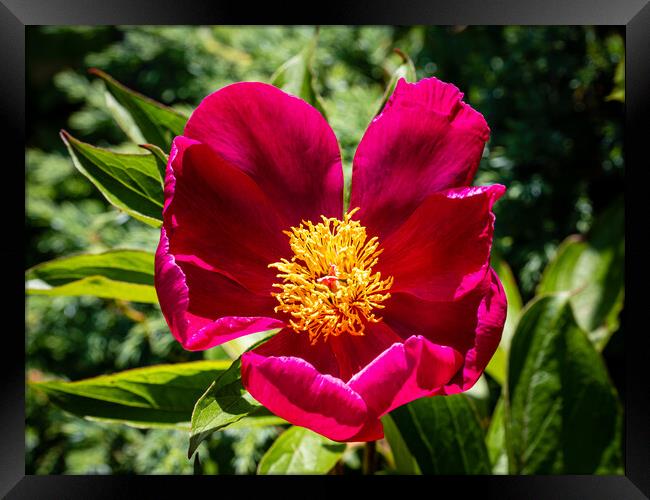 Single peony blossom Framed Print by Gerry Walden LRPS