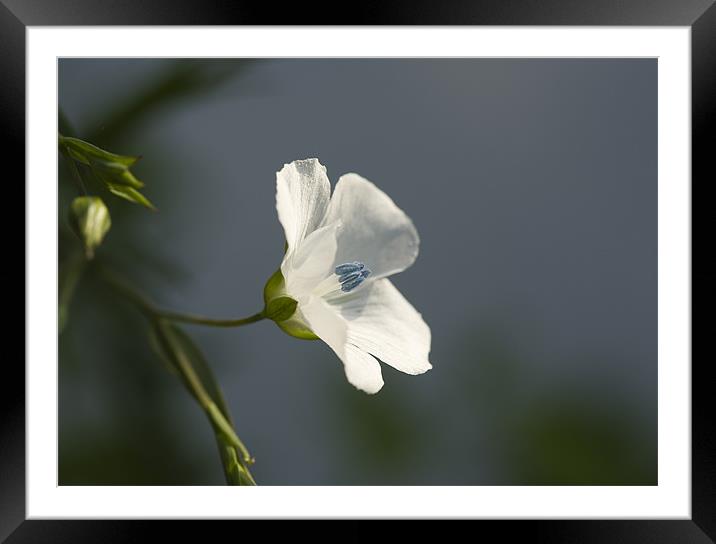 White Harebell Framed Mounted Print by Barbara Gardner