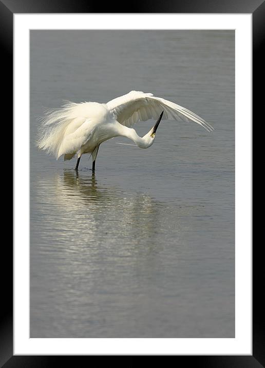  Little Egret Preening Framed Mounted Print by Barbara Gardner