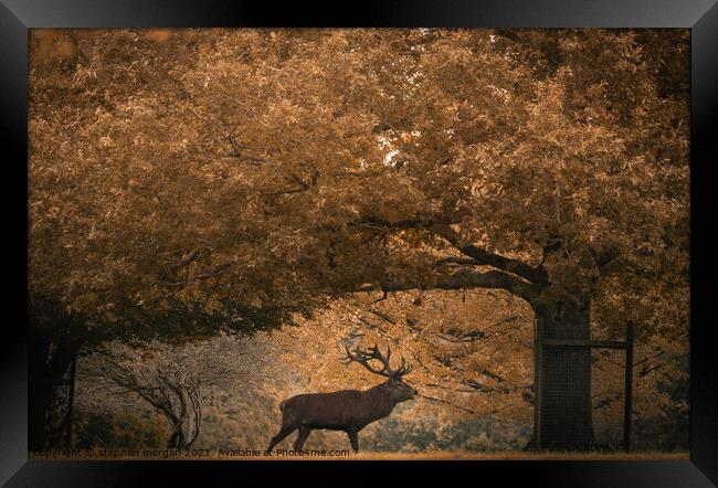 Grazing Stag Framed Print by stephen morgan