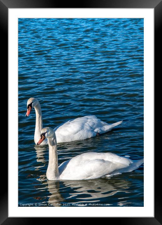 Swans on Wimbledon Common Framed Mounted Print by Simon Connellan