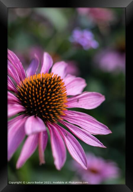 Summer Cone Flowers Framed Print by Laura Baxter