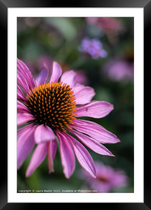 Summer Cone Flowers Framed Mounted Print by Laura Baxter