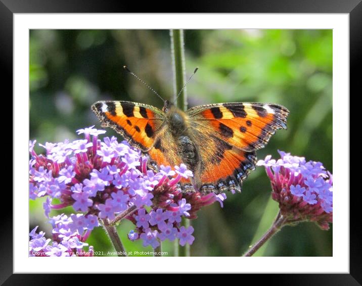 Summer Tortoise Shell Butterfly Framed Mounted Print by Laura Baxter