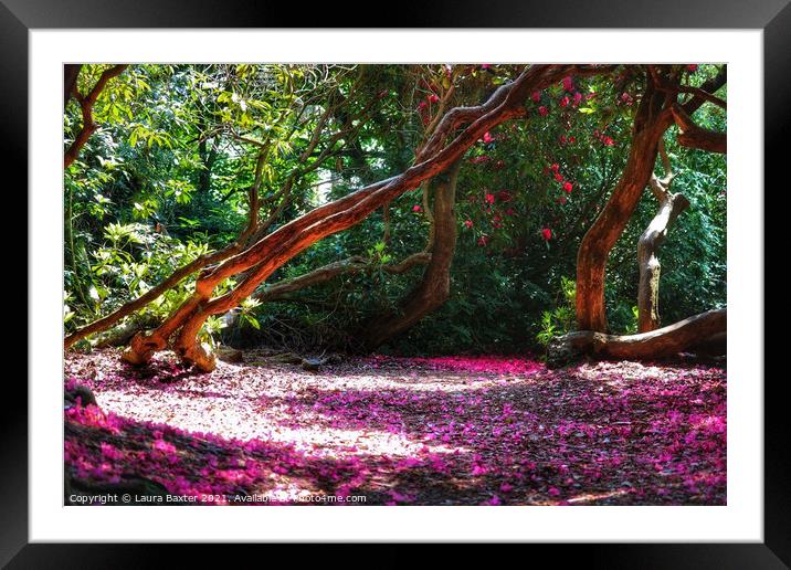 Magical woodlands at Sheringham Park Framed Mounted Print by Laura Baxter