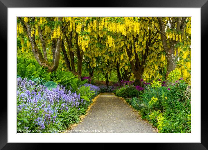 Gold chain flowers at VanDusen Botanical Garden Framed Mounted Print by Pierre Leclerc Photography