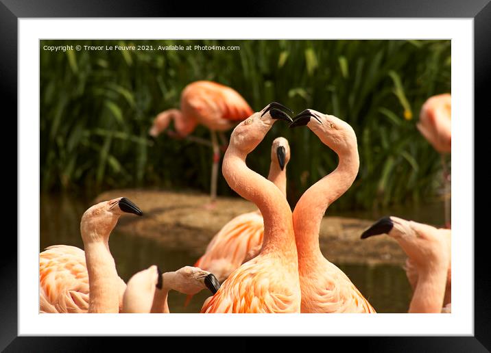 Flamingo Peek a Boo Framed Mounted Print by Trevor Le Feuvre