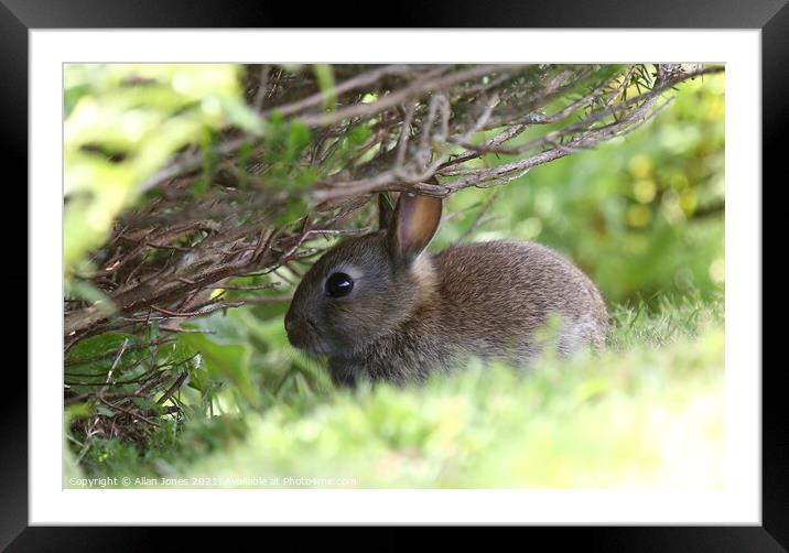 Cute Bunny Framed Mounted Print by Allan Jones