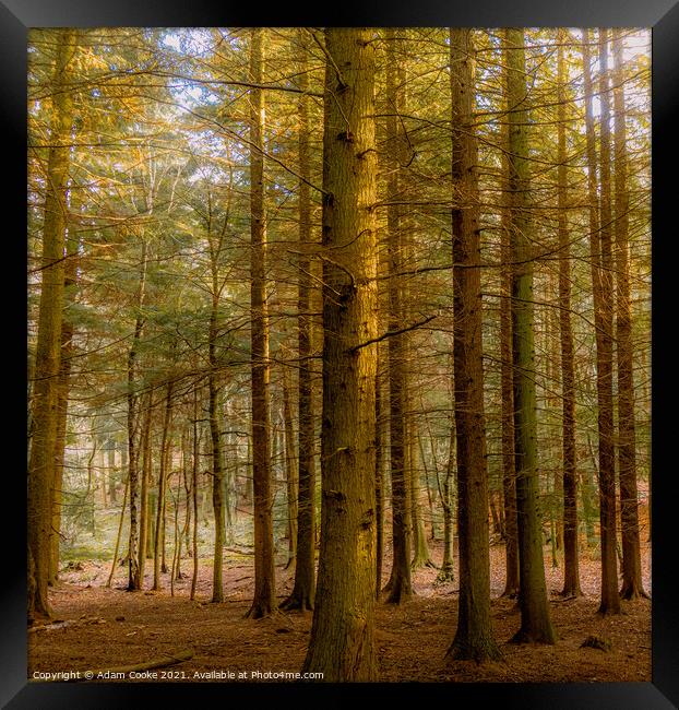 Forest | Limpsfield Common Framed Print by Adam Cooke