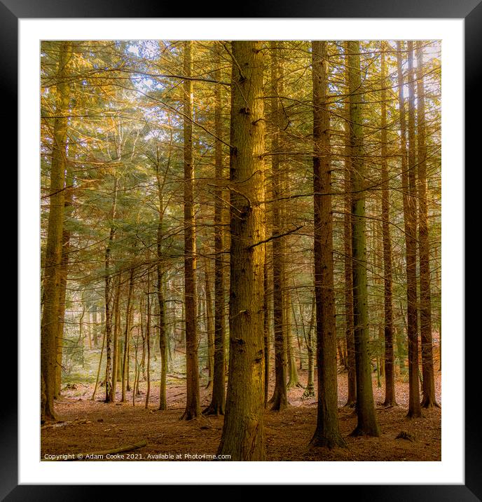 Forest | Limpsfield Common Framed Mounted Print by Adam Cooke