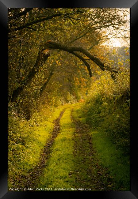 The Overarching Branch | Limpsfield Common Framed Print by Adam Cooke
