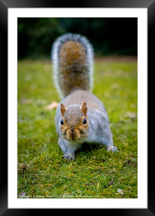 Grey Squirrel | Kelsey Park | Beckenham Framed Mounted Print by Adam Cooke
