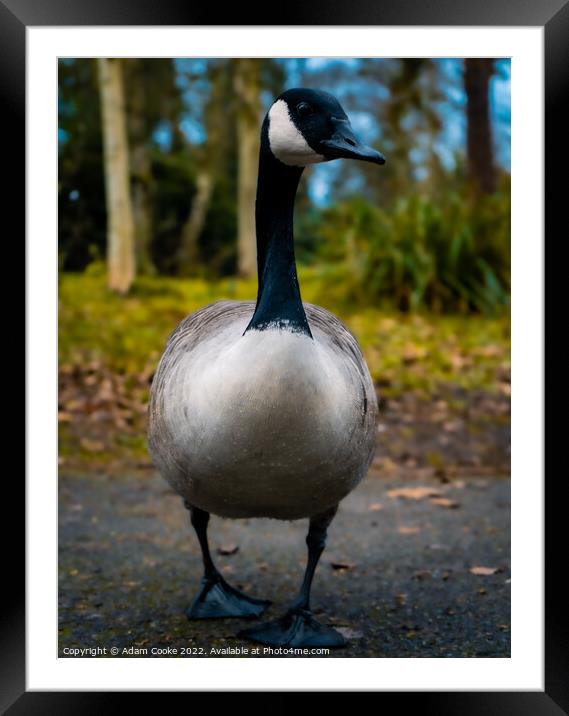 Canada Goose | Kelsey Park | Beckenham Framed Mounted Print by Adam Cooke