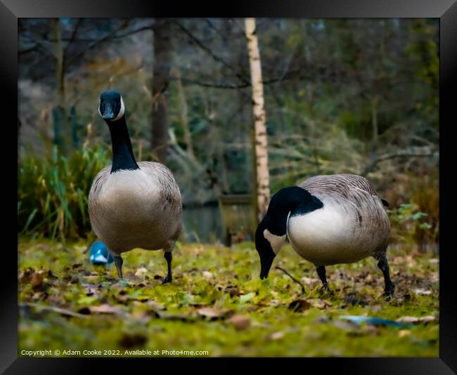 Two Canada Geese | Kelsey Park | Beckenham Framed Print by Adam Cooke