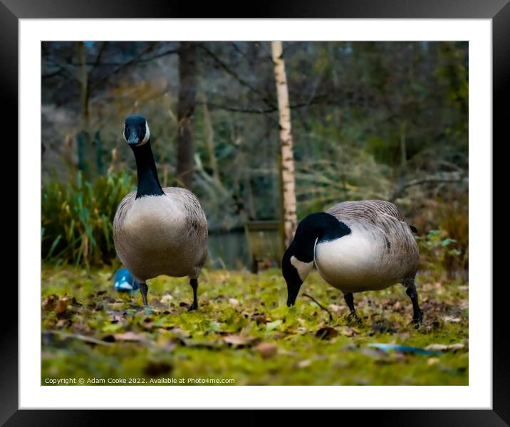 Two Canada Geese | Kelsey Park | Beckenham Framed Mounted Print by Adam Cooke