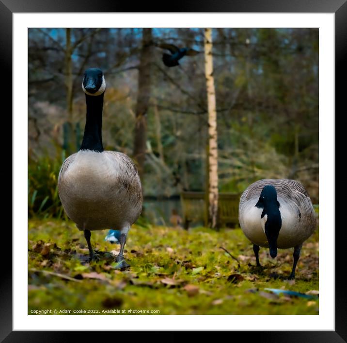 Two Canada Geese | Kelsey Park | Beckenham Framed Mounted Print by Adam Cooke