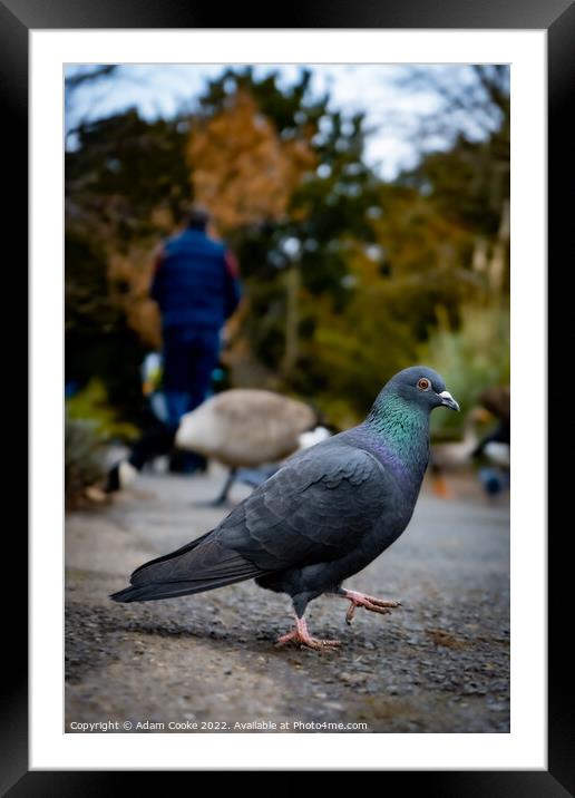 Birds Eye View | Kelsey Park | Beckenham Framed Mounted Print by Adam Cooke