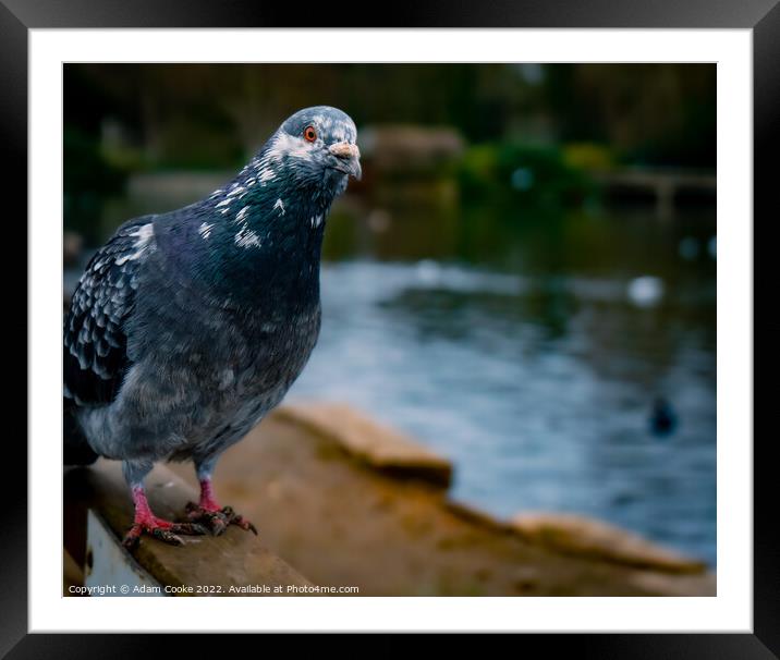 Pigeon Sitting | Kelsey Park | Beckenham Framed Mounted Print by Adam Cooke