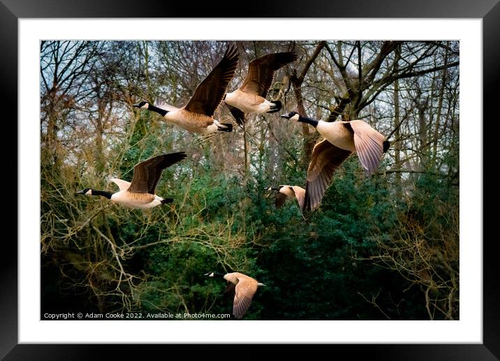 Canada Geese Flying | Kelsey Park | Beckenham Framed Mounted Print by Adam Cooke