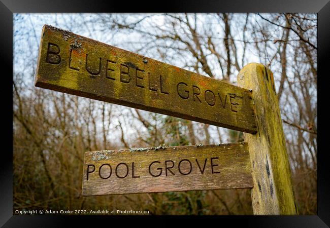 Bluebell Grove or Pool Grove? | Selsdon Wood Natur Framed Print by Adam Cooke