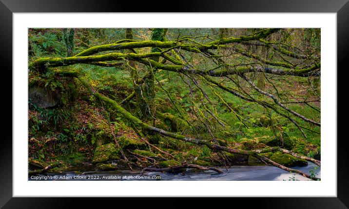 Tree over the River Fowey | Golitha Falls | Bodmin Moor | Cornwall Framed Mounted Print by Adam Cooke