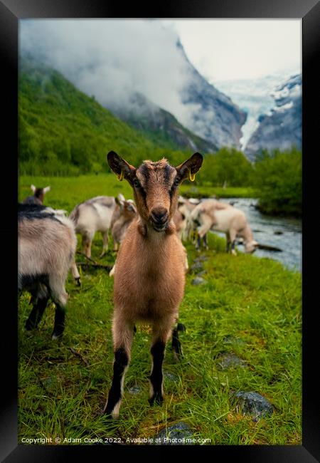 Say Goats Cheese! | Briksdalsbreen Glacier | Stryn | Olden | Norway Framed Print by Adam Cooke