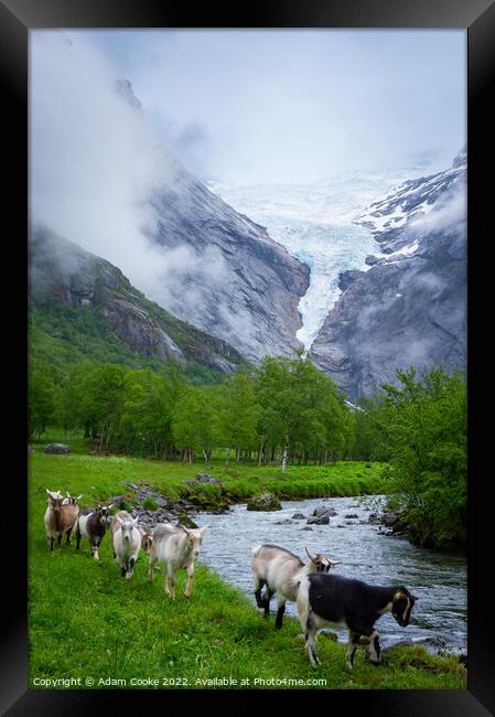 Goats | Briksdalsbreen Glacier | Stryn | Olden | Norway Framed Print by Adam Cooke