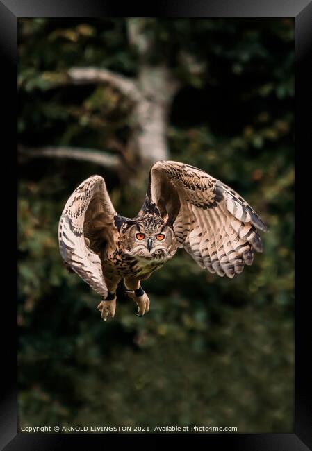 Owl in flight Framed Print by Arnie Livingston