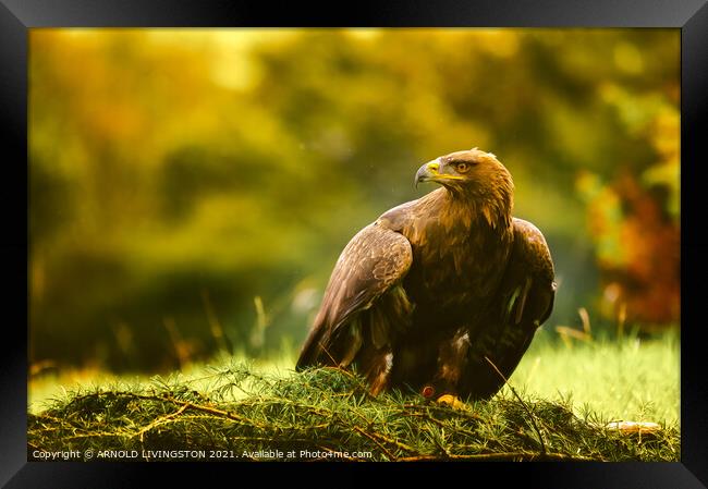 Golden eagle Framed Print by Arnie Livingston