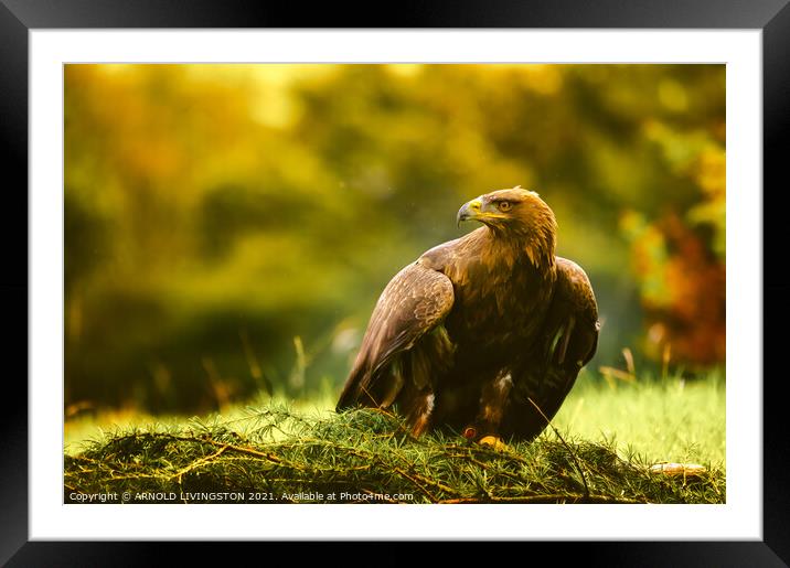 Golden eagle Framed Mounted Print by Arnie Livingston