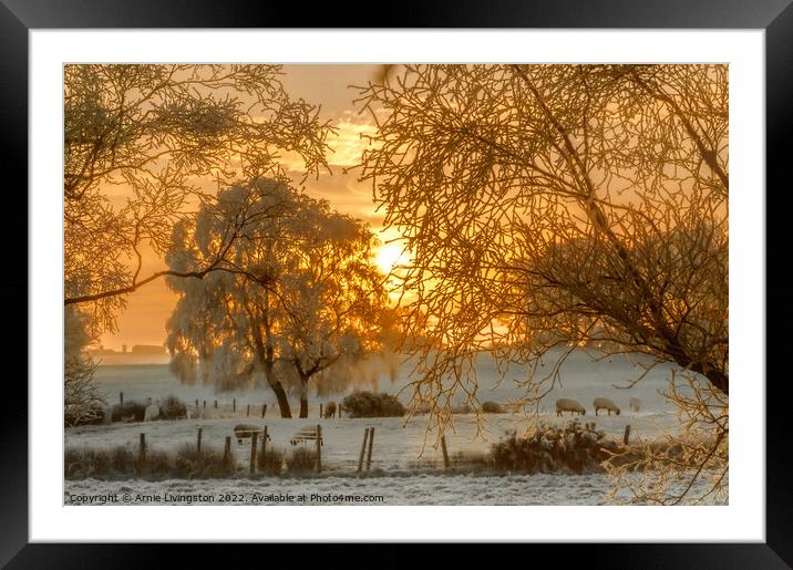 Misty Morning Sheep Framed Mounted Print by Arnie Livingston