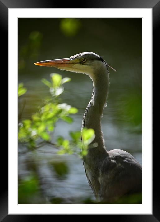 Majestic Heron Stands Guard Framed Mounted Print by Arnie Livingston