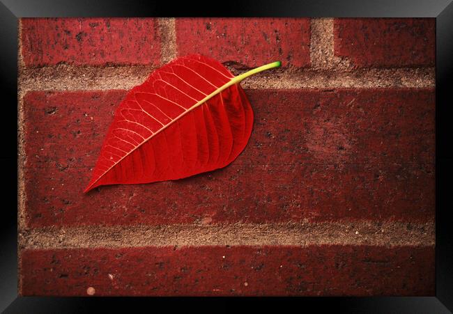 Red Leaf Framed Print by Tony Mumolo