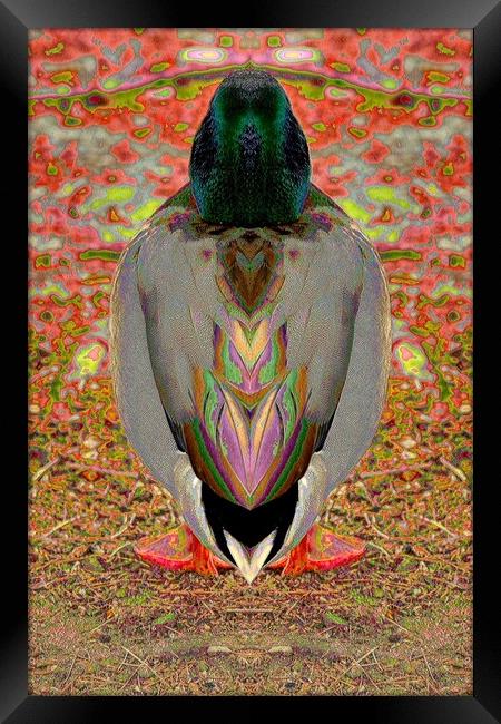 Duck Framed Print by Tony Mumolo