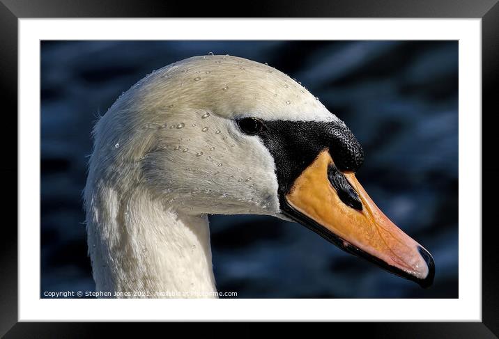Mute Swan Framed Mounted Print by Ste Jones