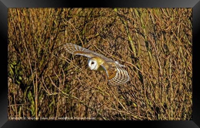 Barn Owl inlow flight Framed Print by Ste Jones