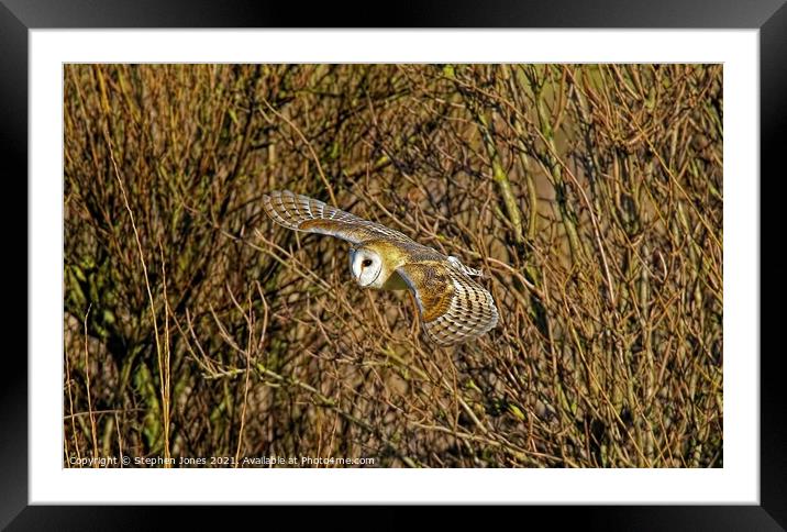 Barn Owl inlow flight Framed Mounted Print by Ste Jones